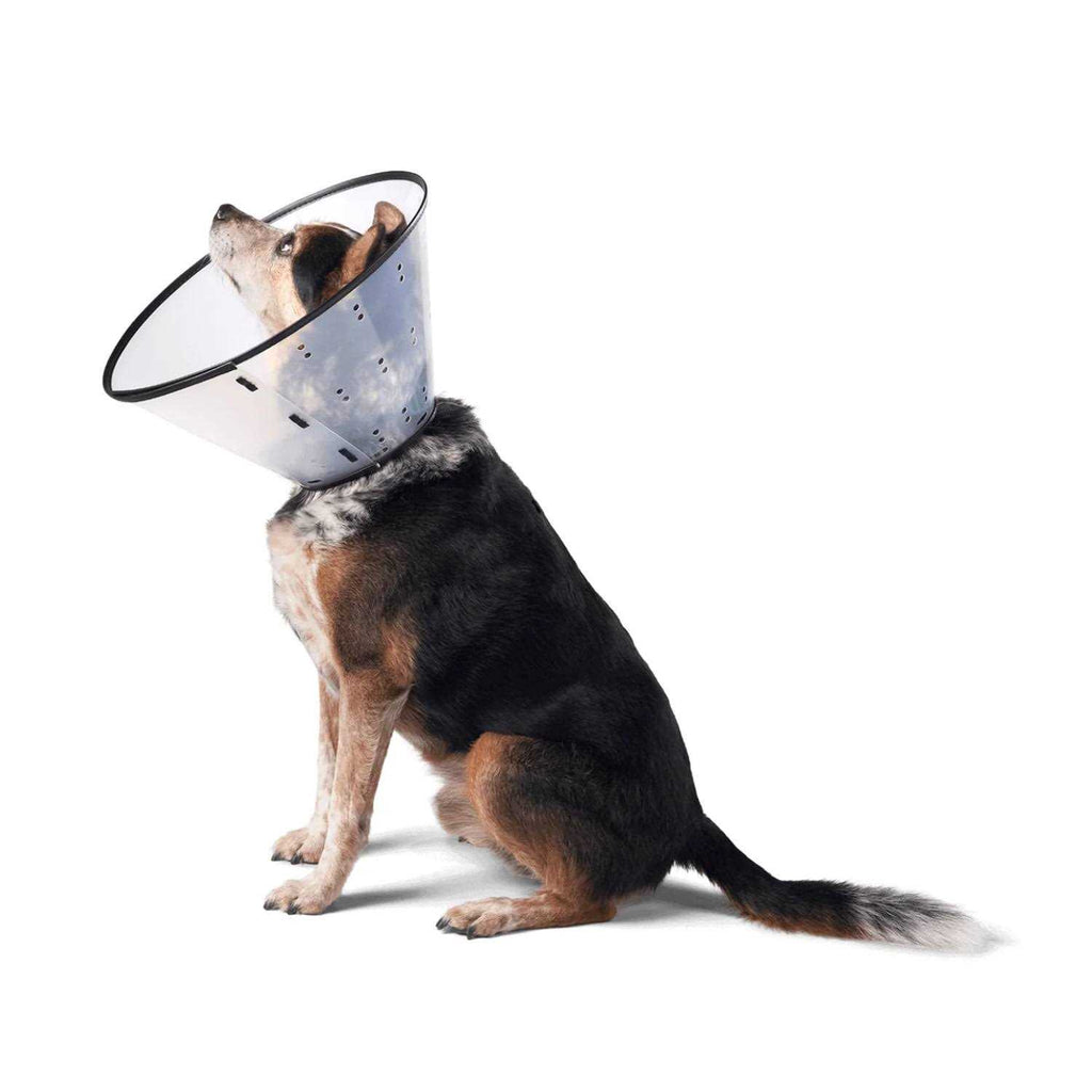 Dog E-Collar B908419
