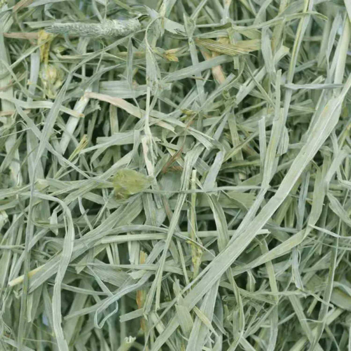 Timothy Meadow Hay U382922