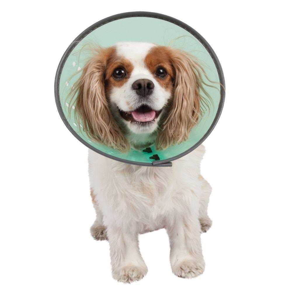 Dog E-Collar B908419