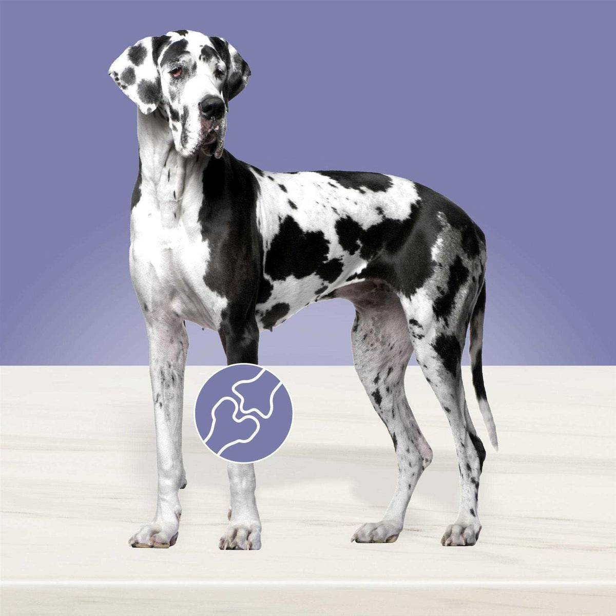 Dog Food A725248