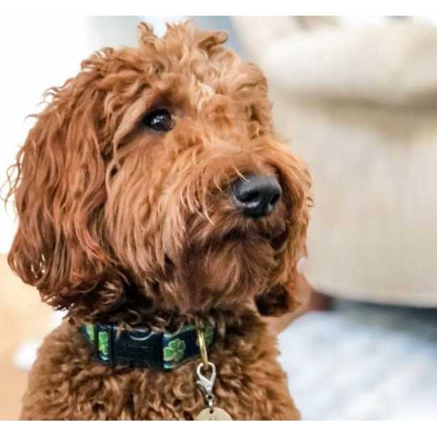 Dog Collar E53030