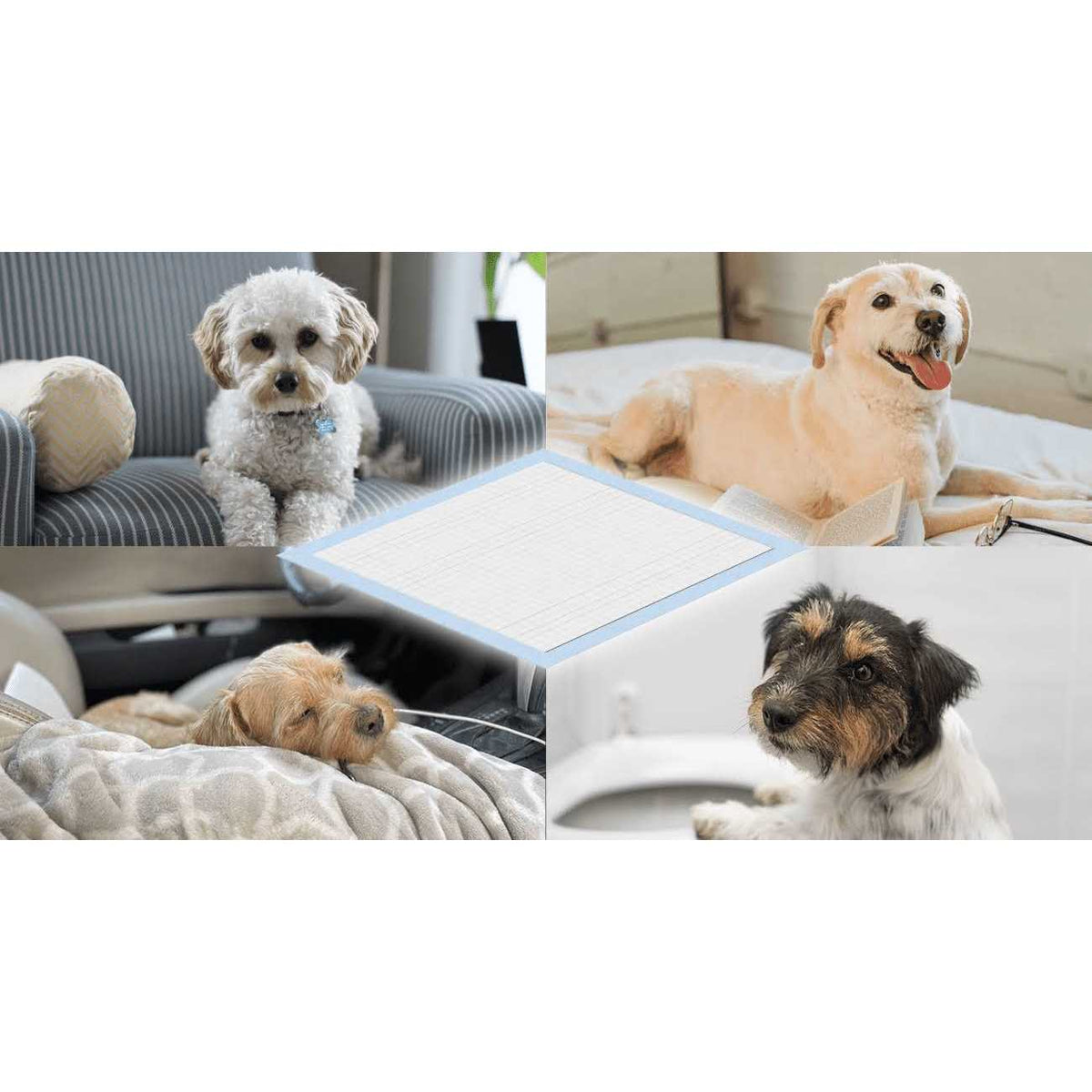 Dog and Puppy Training Pads D776494