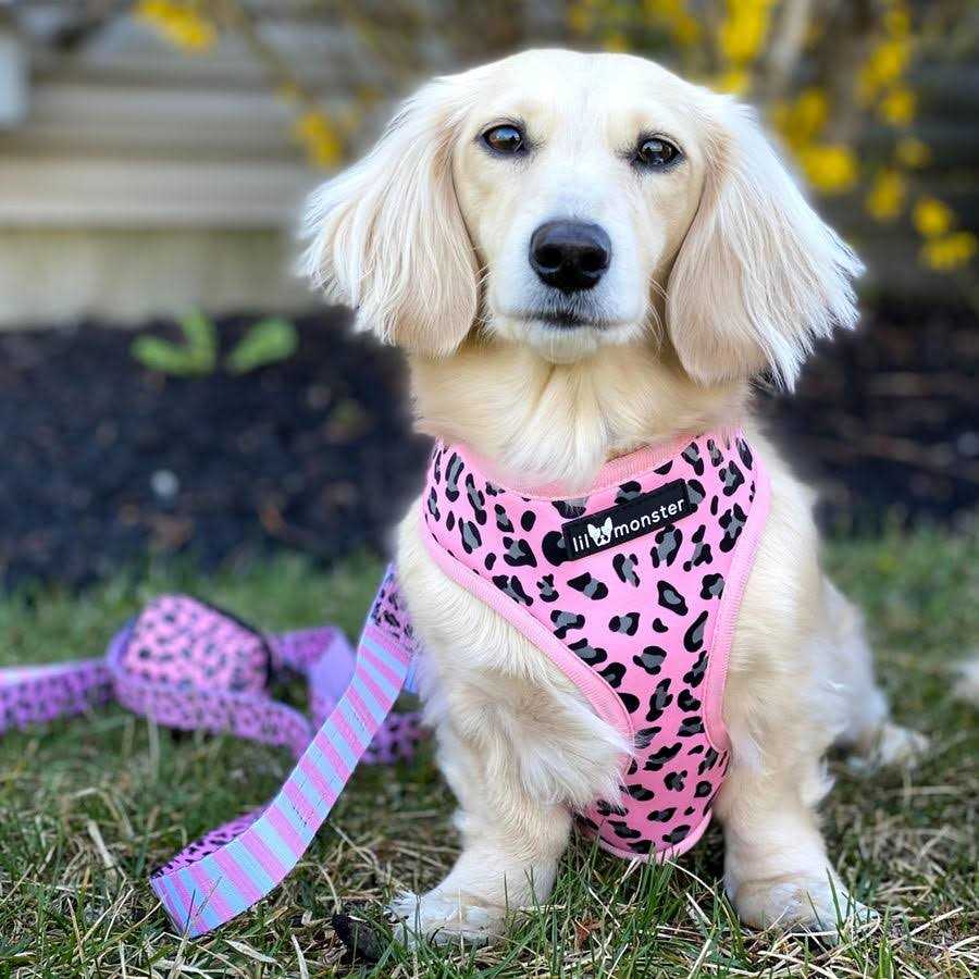 Reversible Neoprene Dog Harness N662890
